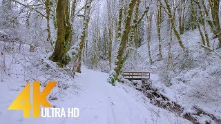 4K Virtual Winter Walk  Walking in a Snow Forest  35 HRS of Crunching Snow Sound [upl. by Anailli967]