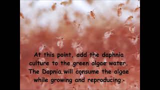 Daphnia  How to grow daphnia in your home [upl. by Islek957]