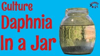 How to Culture Daphnia in a Jar [upl. by Herahab]