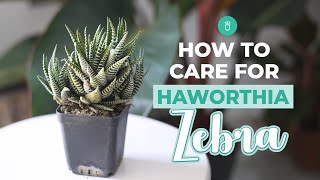 How to care for Haworthia Zebra  Tips for growing Haworthia Succulent [upl. by Sladen]