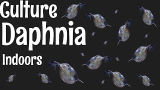 How to Culture Daphnia [upl. by Ashil]