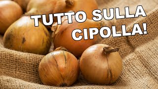 Tutto sulla Cipolla  Ciclo cure raccolto [upl. by Andres]