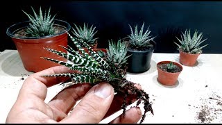 How to grow Zebra Plant Haworthia from cutting [upl. by Nyrad872]