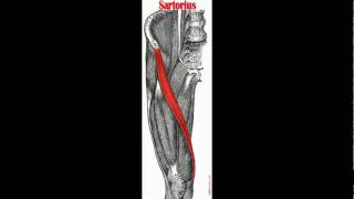 Sartorius Muscle Anatomy amp Physiology [upl. by Ahsinal]