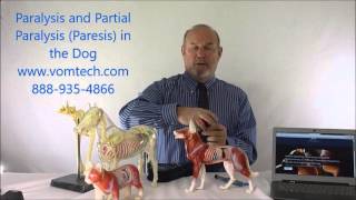 Paralysis and Partial Parlysis Paresis in the Dog [upl. by Adniuqal]