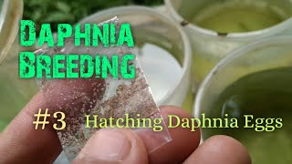 Daphnia Culture made simple and easy 3  Hatching Daphnia eggs [upl. by Floris]