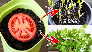 🍅🍅 Germinar tomates en 5 días en casa  Sembrar plantar y cultivar tomates [upl. by Zaid]