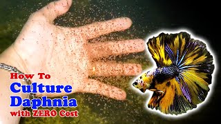 How to Culture Daphnia with ZERO Cost  Unlimited Live Food For Our Fish [upl. by Atinoj749]