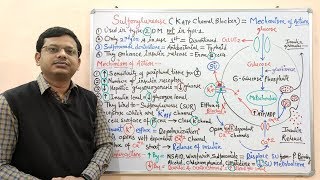 Diabetes Mellitus Part10 Mechanism of Action of Sulfonylurease  Antidiabetic Drugs  Diabetes [upl. by Livvi497]