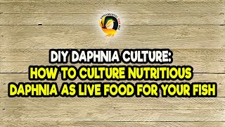 DIY Daphnia Culture How to Culture Nutritious Daphnia as Live Food for Your Fish [upl. by Erich502]