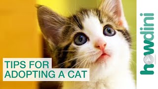 Pets How to Adopt a Pet [upl. by Anilrahc]