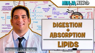 Gastrointestinal  Digestion amp Absorption Of Lipids [upl. by Chirlin858]