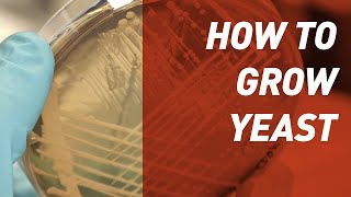 How to grow Yeast  Singer Instruments [upl. by Aernda]