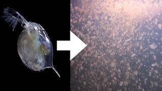 How I Culture Daphnia [upl. by Verla]