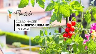 🪴 Cómo Hacer un Huerto Urbano en Casa Paso a Paso [upl. by Garvey52]