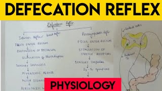 defecation  Defecation reflex  physiology [upl. by Fan]