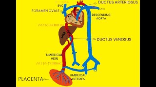 FETAL CIRCULATION [upl. by Artiek845]