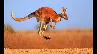 Kangaroo  Australian Kangaroos Documentary Kangaroo Life [upl. by Buonomo313]