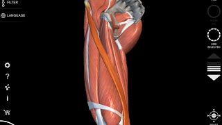 Sartorius muscle  3D Anatomy origin insertion [upl. by Aimal]