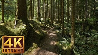 4K Virtual Forest Walk along Middle Fork Trail at Snoqualmie region Part 1 3 HR Relax Music [upl. by Jacey]