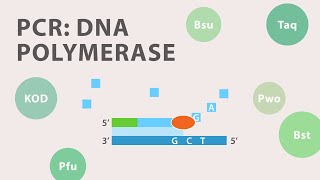 2 Polymerase Chain Reaction PCR  DNA Polymerase [upl. by Nwahser]