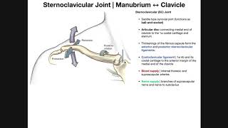 The Sternoclavicular SC Joint  Anatomy and Function [upl. by Dnalor]