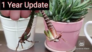 Zebra Haworthia How to grow by LEAF with One year update [upl. by Humpage]