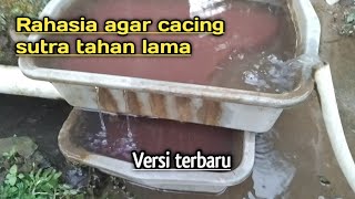 RAHASIA AGAR CACING SUTRA TAHAN LAMA HINGGA 2 MINGGU [upl. by Cassie251]