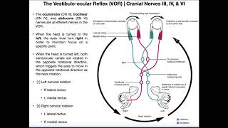 Vestibuloocular Reflex VOR  Structure amp Physiology [upl. by Aznola983]