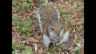 BEST SQUIRREL PROOF BIRD FEEDER EVER [upl. by Yruj]