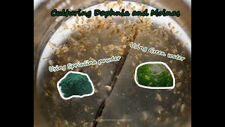 How To Culture Daphnia and Moinas using Green Water Spirulina powder [upl. by Naerb]