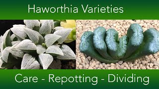 Haworthia Collection  Repotting Dividing and Care [upl. by Shalna]