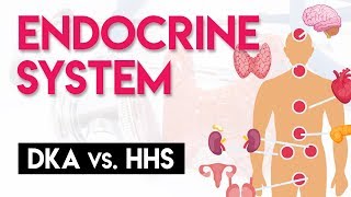 DKA vs HHS  Endocrine System Part 4 [upl. by Ahsiemaj746]