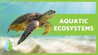 AQUATIC ECOSYSTEMS 🏝️🐠 Characteristics TYPES and Examples [upl. by Aelc]