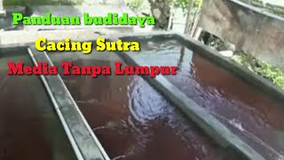 Panduan Budidaya Cacing Sutera [upl. by Bokaj]