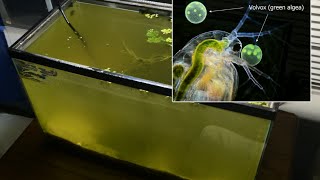 Raising Daphnia for the Freshwater Aquarium [upl. by Adlitam]