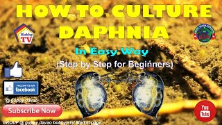 HOW TO CULTURE DAPHNIA In Easy Way [upl. by Eelirrem]