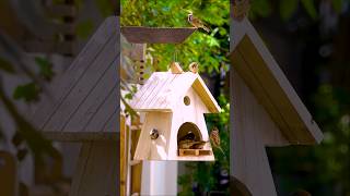 Build Your OWN Bird Feeder At HOME [upl. by Ffirahs513]