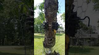 How To Squirrel Proof A Fruit Tree [upl. by Retsel]